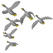 geese